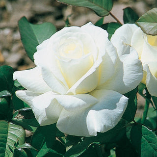 Honor Hybrid Tea Rose