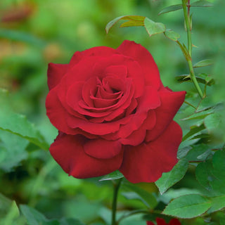 Opening Night™ Hybrid Tea Rose