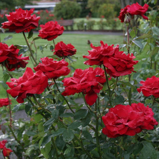 Opening Night™ Hybrid Tea Rose