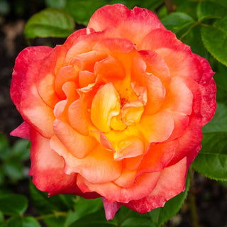 Perfect Moment Hybrid Tea Rose