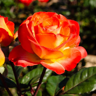 Perfect Moment Hybrid Tea Rose