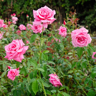 Tiffany Hybrid Tea Rose