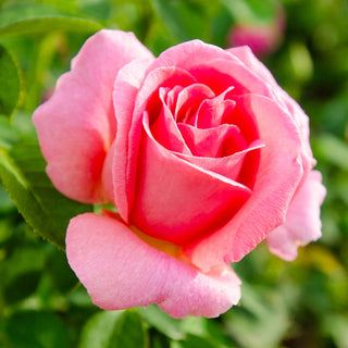 Tiffany Hybrid Tea Rose