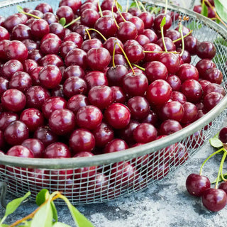 Juliet™ Dwarf Cherry Tree