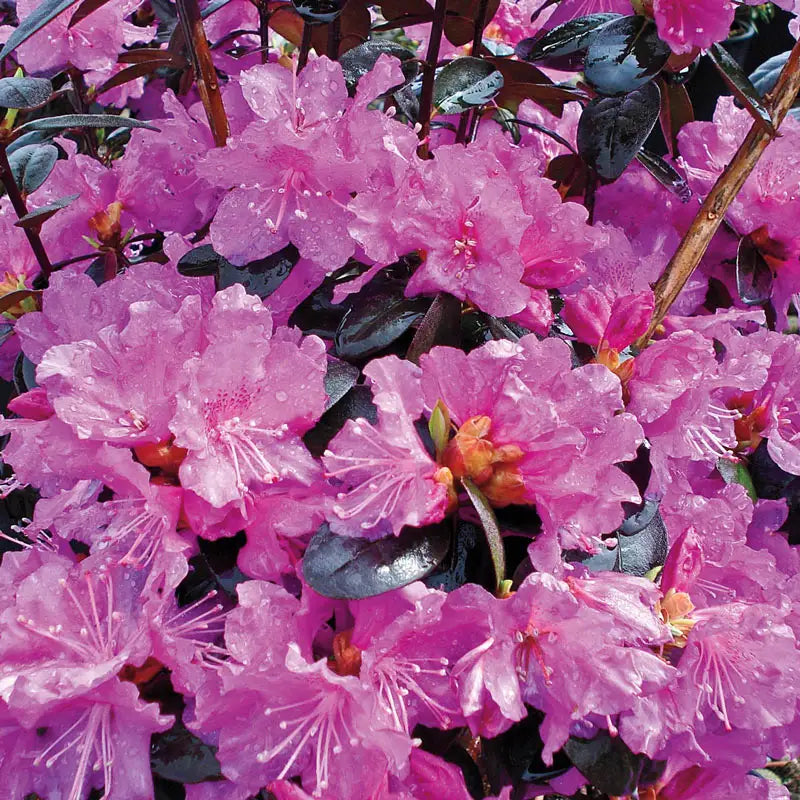 P.J. Mezitt Elite Star Rhododendron