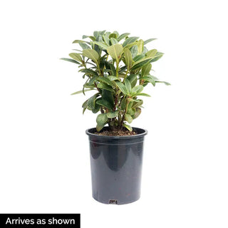 Lynwood Gold Forsythia