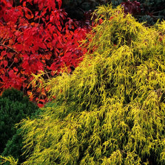 Golden Mop Falsecypress – Spring Hill Nurseries