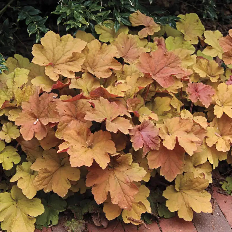 Heuchera Caramel