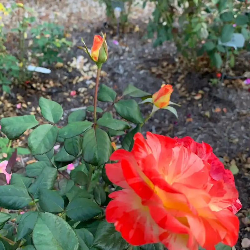 Rose Chihuly