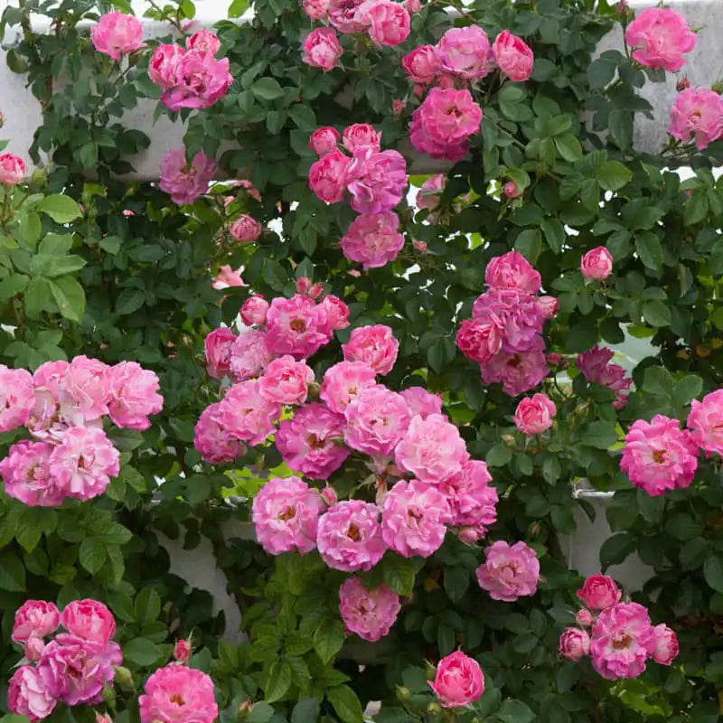 Cupid's Kisses Patio Climbing Rose | Shop Roses | Spring Hill