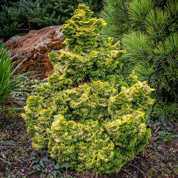 Golden Dwarf Hinoki Cypress