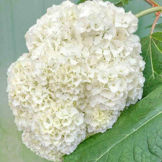 Vaughn’s Lillie Oakleaf Hydrangea