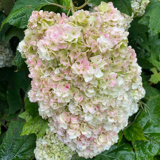 Vaughn’s Lillie Oakleaf Hydrangea