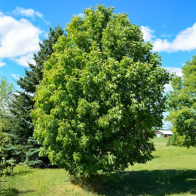 buckeye bonsai tree Lavaburst Ohio Buckeye Tree - 2-4 ft - Ships Year-Round | Aesculus glabra 'LavaDak' | Green | White | Zone 3-7 | Full Sun