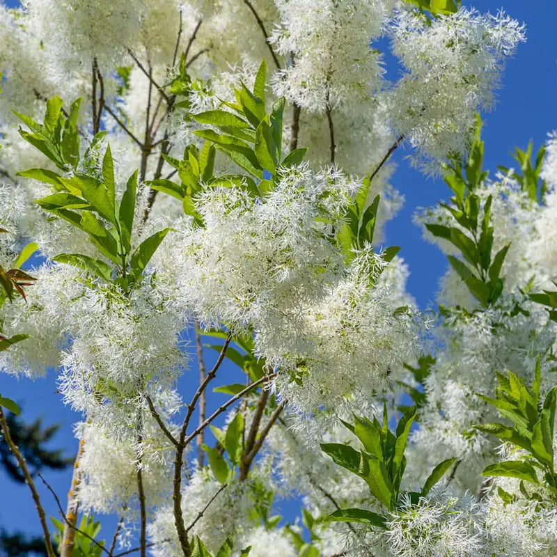 Tokyo Tower White Fringe Tree