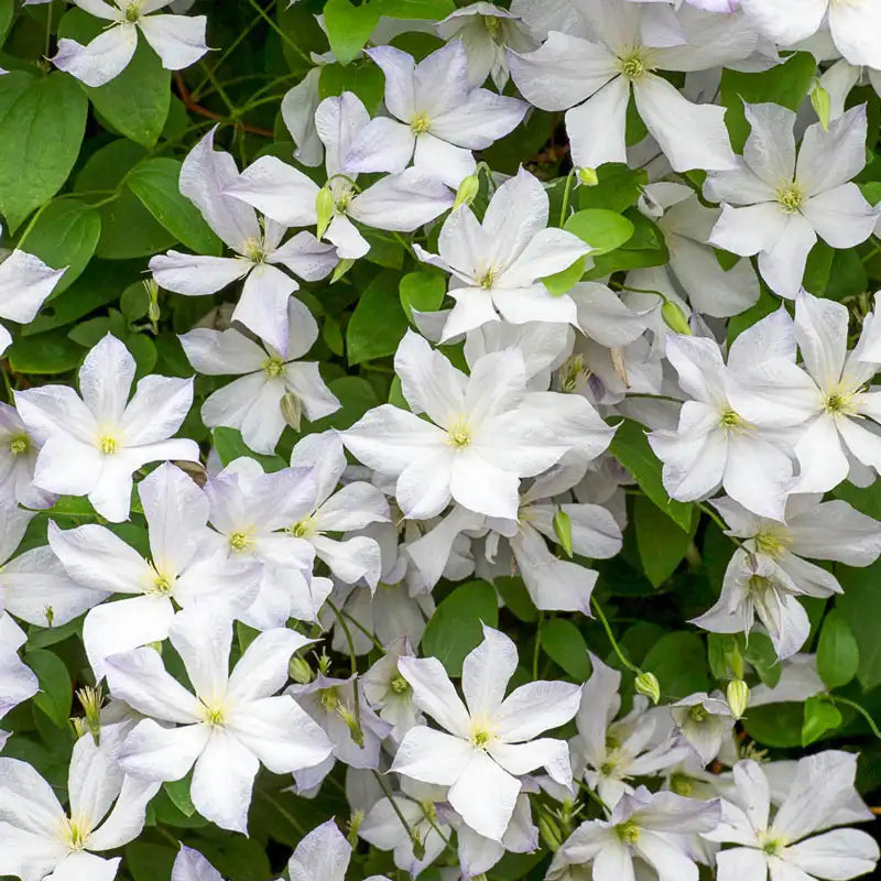 Clematis Dutch Sky