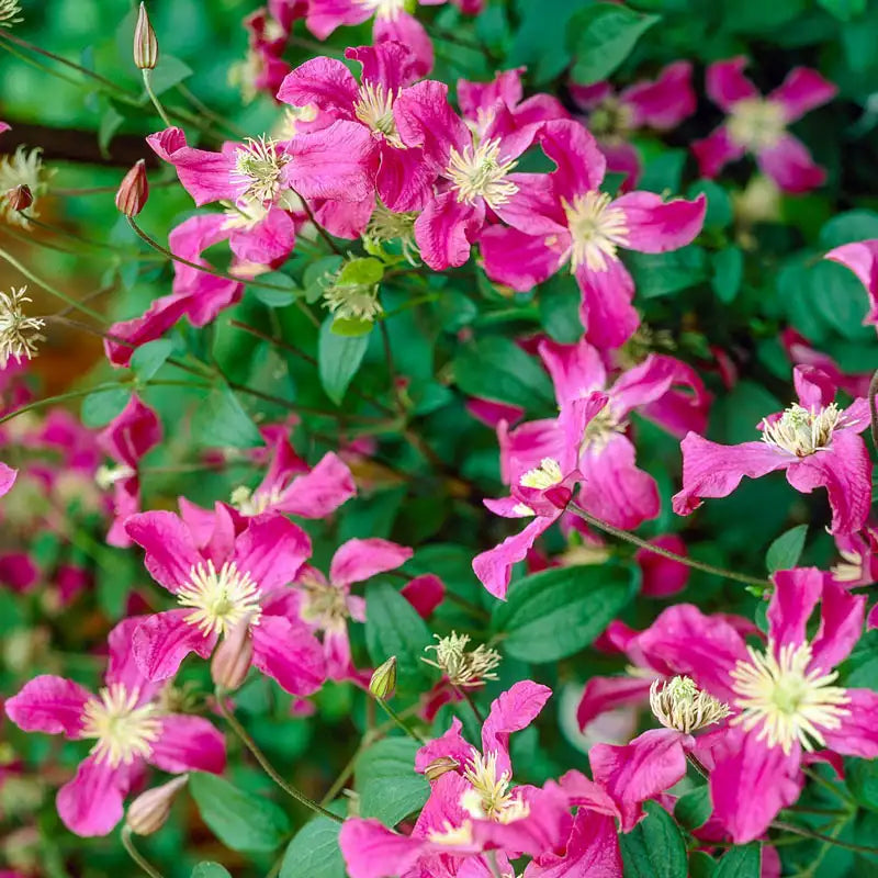 Clematis Inspiration