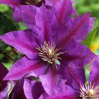 Clematis Picardy™ Flora™