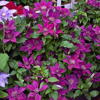 Clematis Picardy™ Flora™