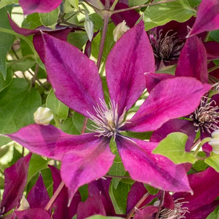 Clematis Picardy™ Flora™