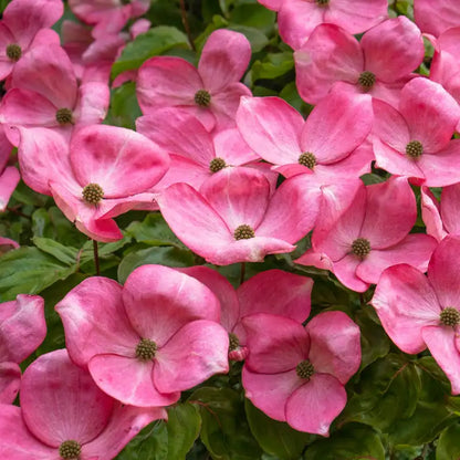 Pink Dogwood