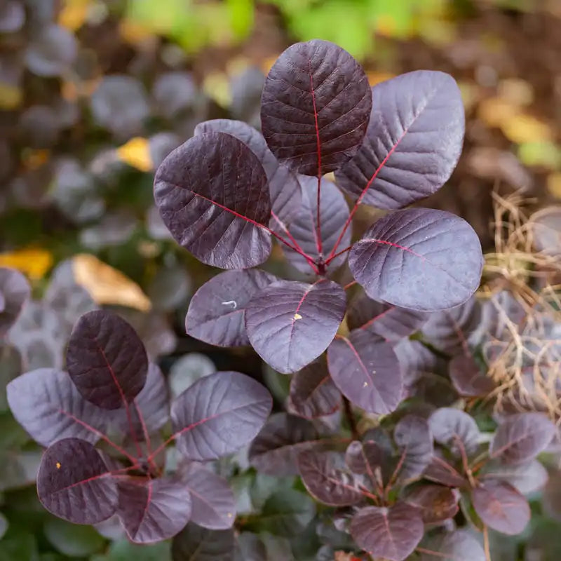 Velveteeny Smoke Bush