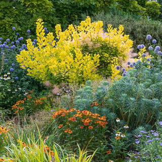 Golden Spirit Smoke Tree