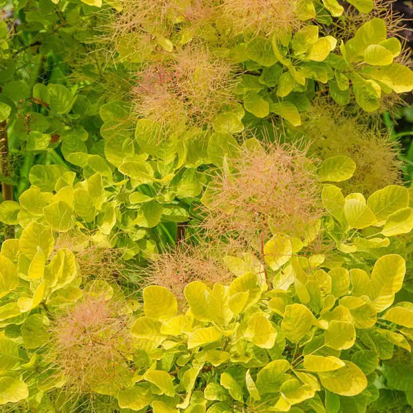 Golden Spirit Smoke Tree | Shop Accent Trees | Spring Hill Nursery