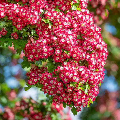 Crimson Cloud™ Hawthorn Tree