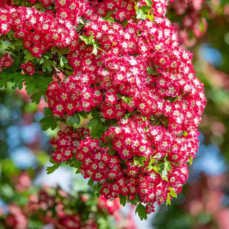 Crimson Cloud™ Hawthorn Tree