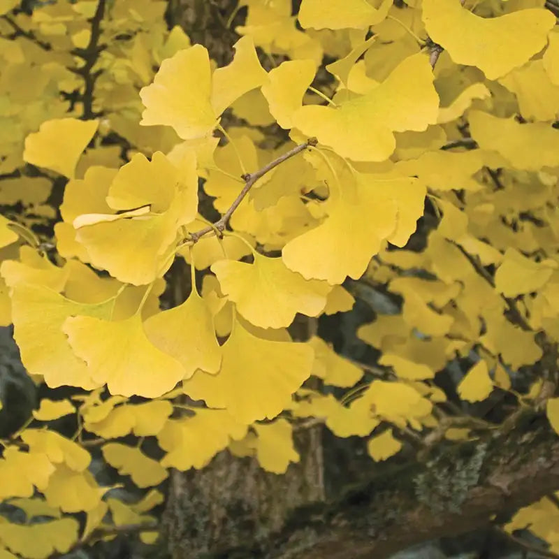 Autumn Gold Gingko Tree