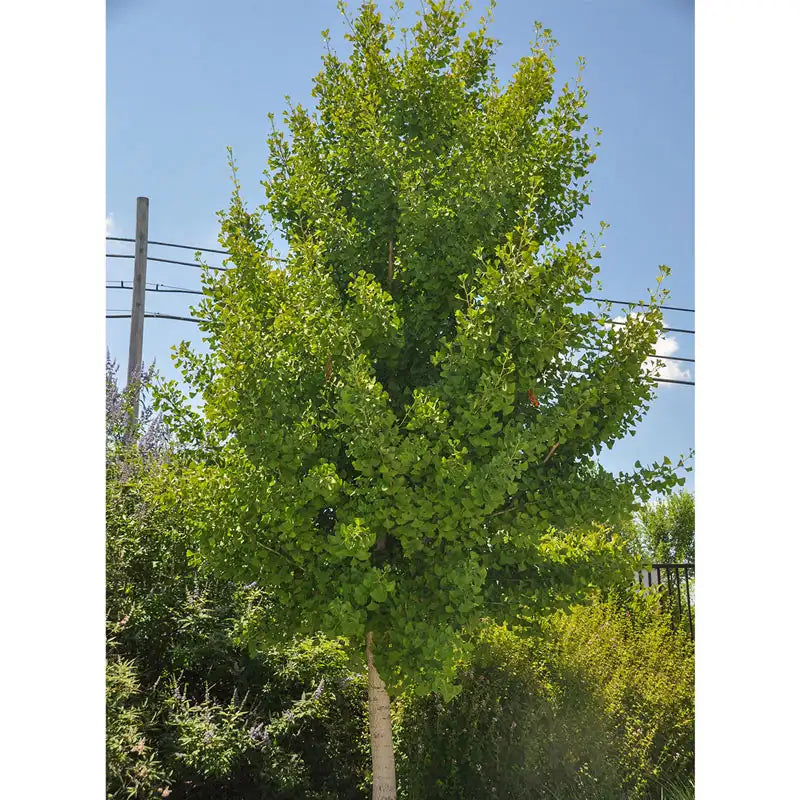 Autumn Gold Gingko Tree