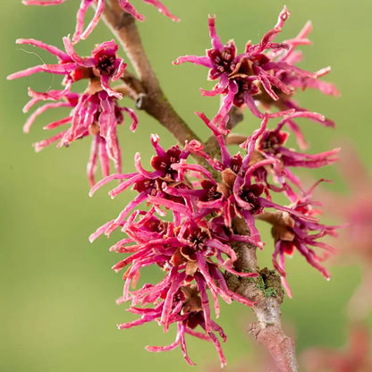 Amethyst Witch Hazel