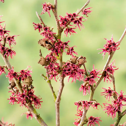 Amethyst Witch Hazel