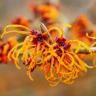 Jelena Witch Hazel