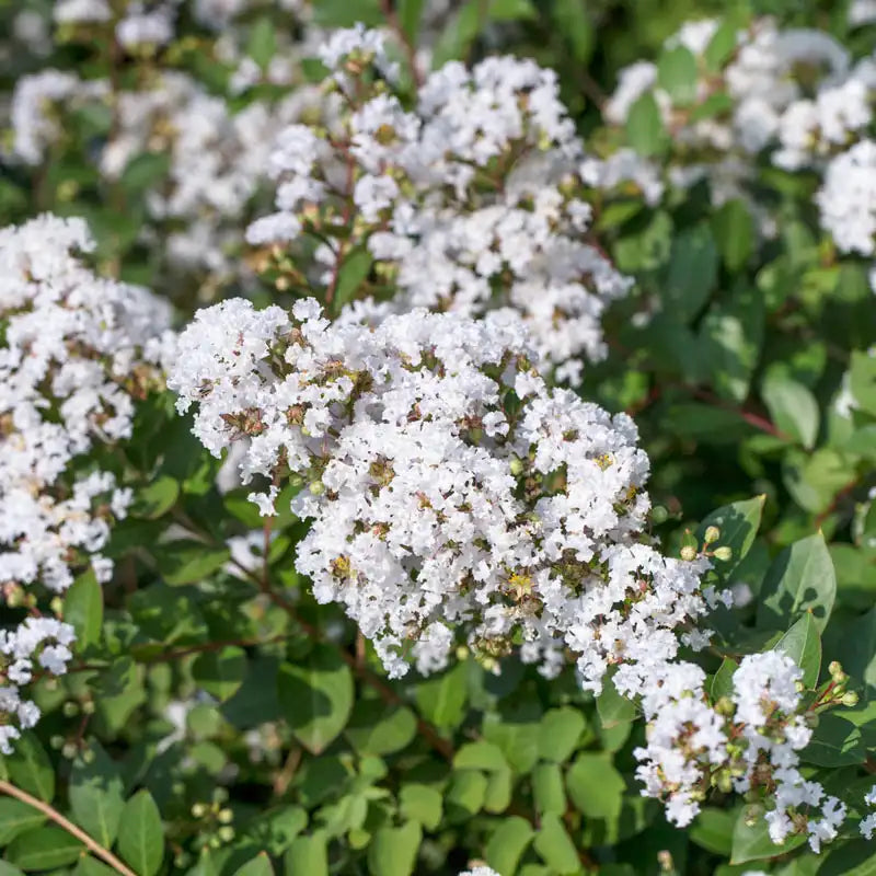 Acoma Crape Myrtle Tree