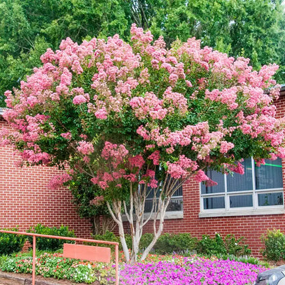 Potomac Crape Myrtle Tree