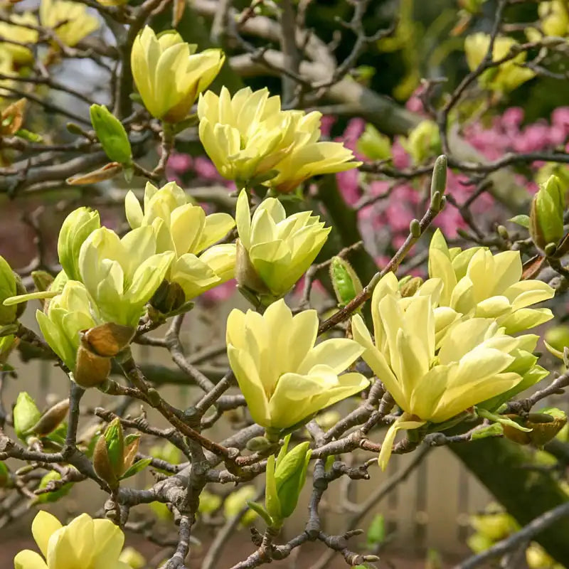 Butterflies Magnolia