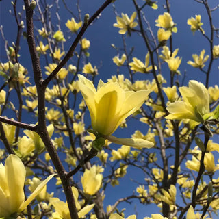 Butterflies Magnolia