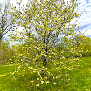 Butterflies Magnolia
