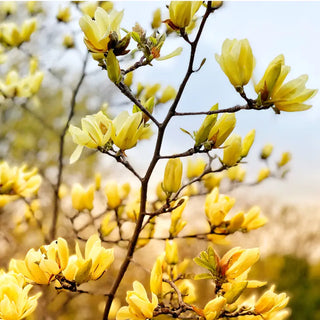 Butterflies Magnolia