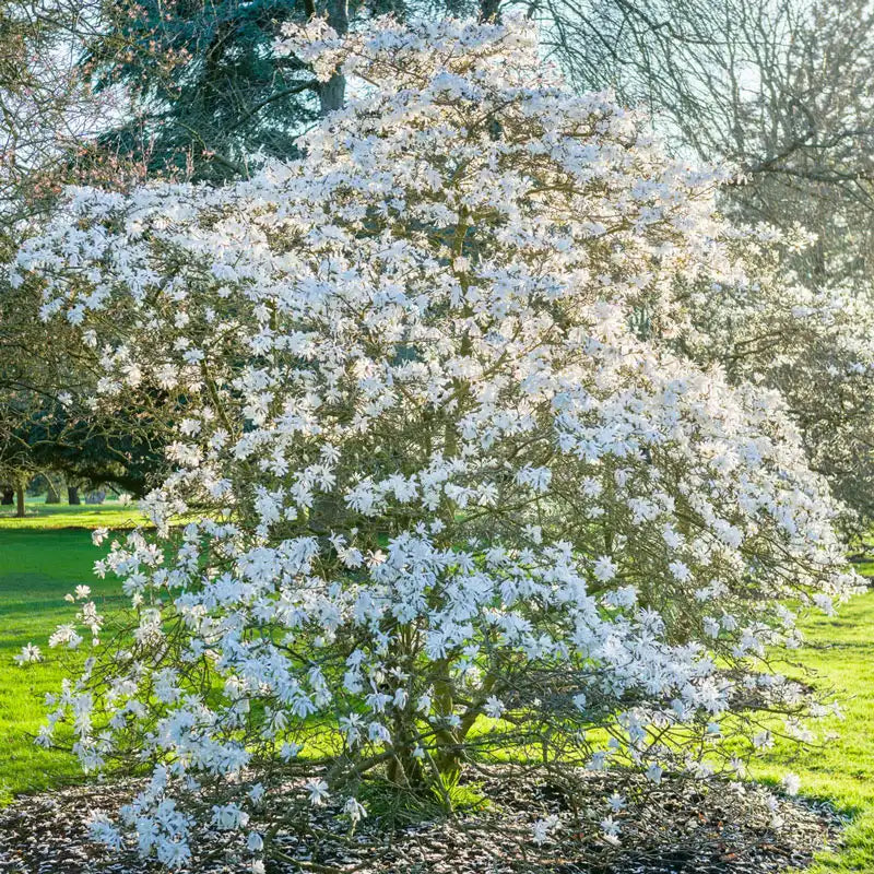 Royal Star Magnolia