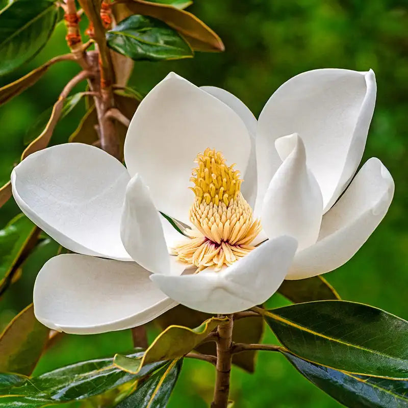 Southern Magnolia