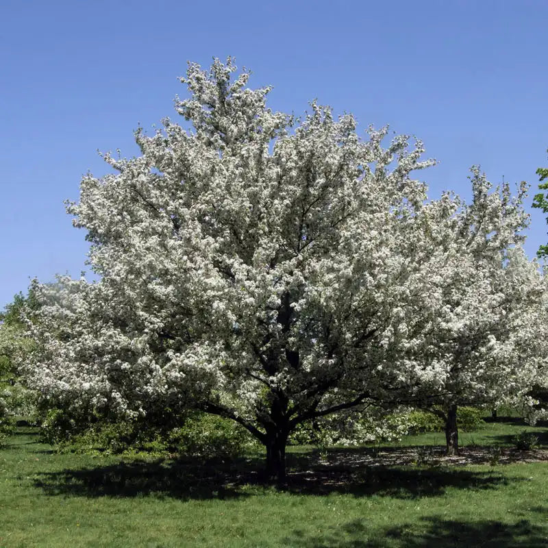 Harvest Gold Crabapple