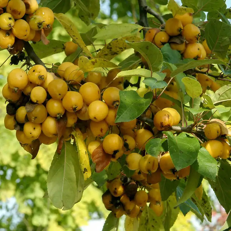 Harvest Gold Crabapple