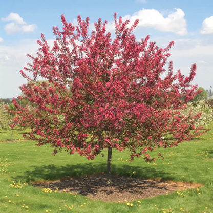 Perfect Purple Crabapple