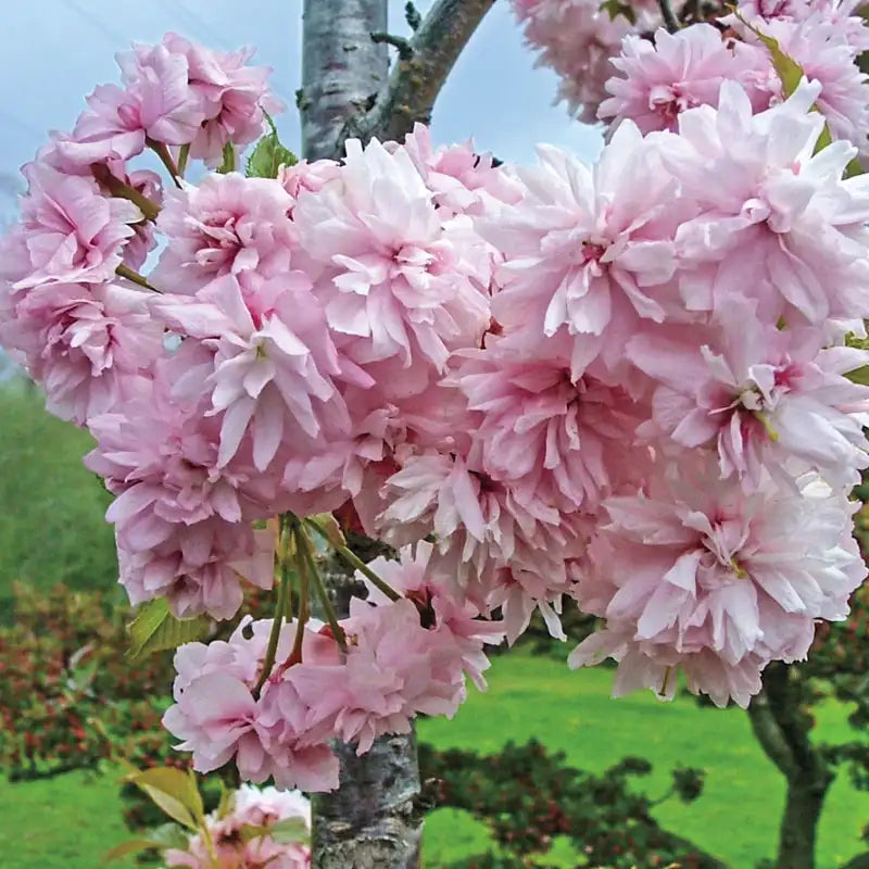 Double Pink Weeping Cherry Tree