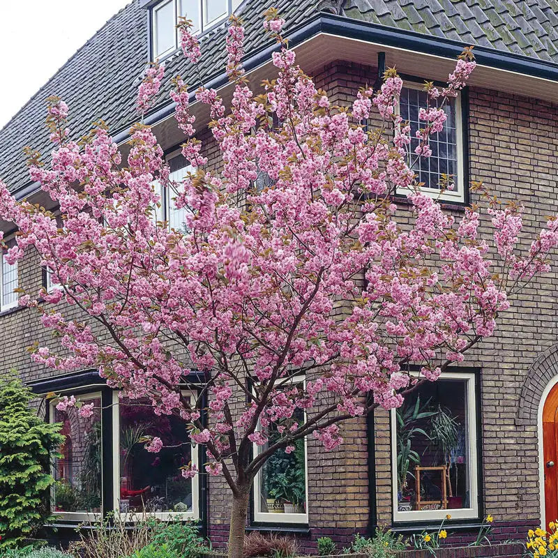 Kwanzan Cherry Tree