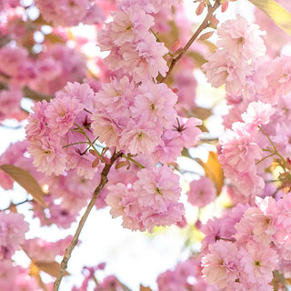 Kwanzan Cherry Tree