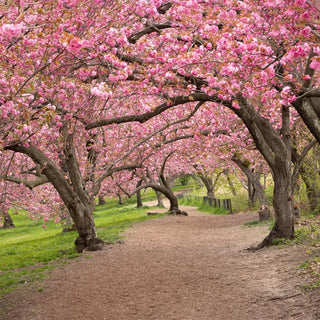 Kwanzan Cherry Tree